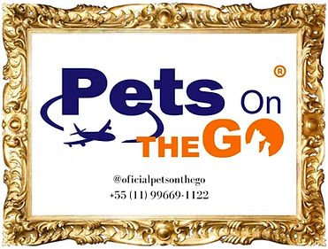 canil-das-racas-lebrel-pequeno-galguinho-italiano-cavalier-king-charles-spaniel-no-brasil-sp-racas-doceis-de-cachorros7