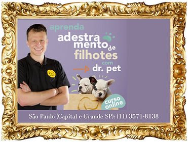 canil-das-racas-lebrel-pequeno-galguinho-italiano-cavalier-king-charles-spaniel-no-brasil-sp-racas-doceis-de-cachorros8