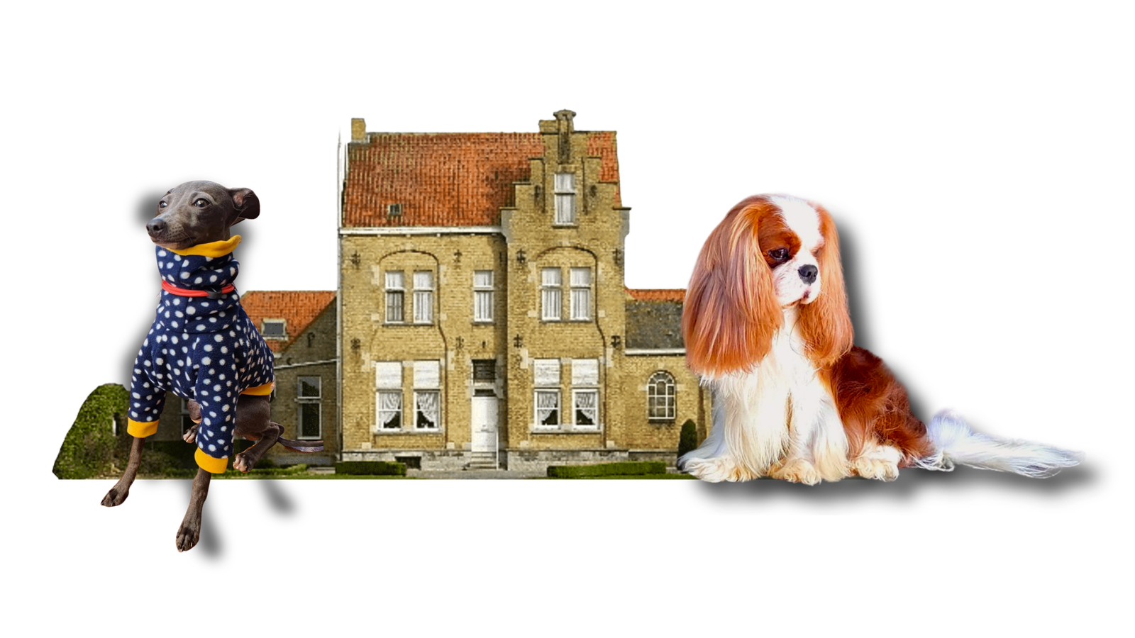 canil-em-sp-filhotes-de-lebrel-filhotes-de-cavalier