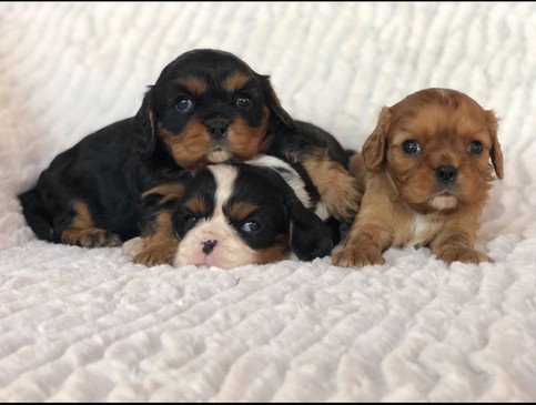 filhotes-de-cavalier-king-charles-spaniel-em-sp-brasil1