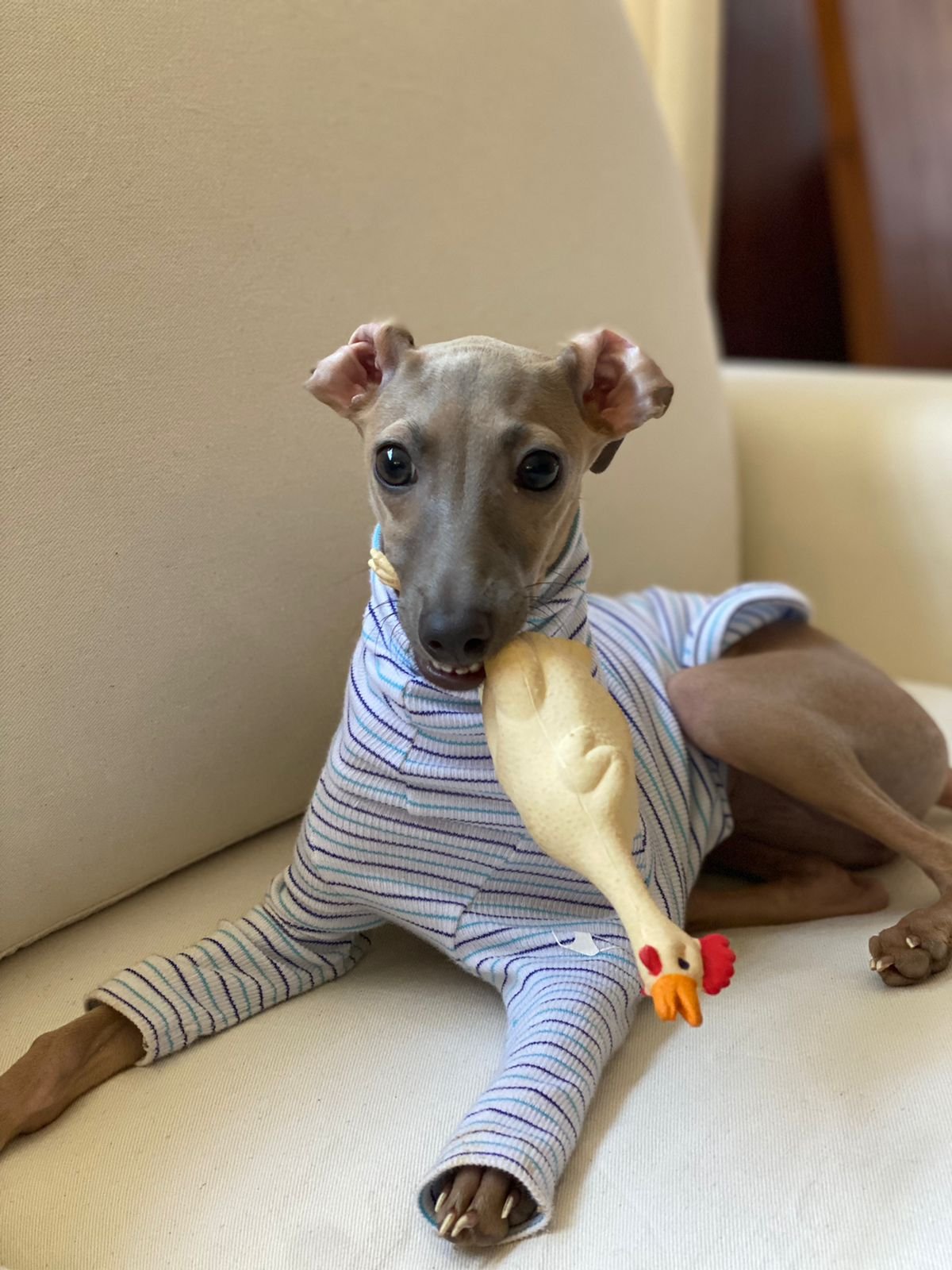 Canil de Galguinho Italiano o Pequeno Lebrel - D'Aquinno Queen