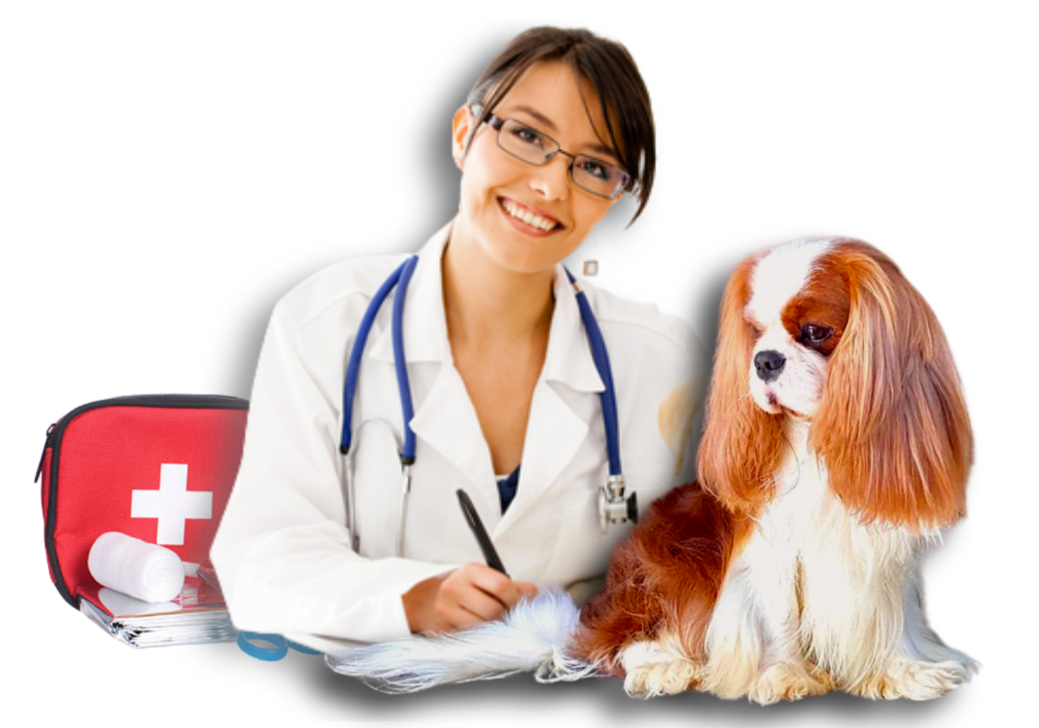 Melhor-criador-das-racas-lebrel-pequeno-galgo-cavalier-king-charles-spaniel11
